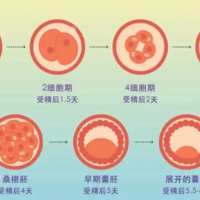 试管囊胚成功率高吗？试管囊胚移植有什么优势？