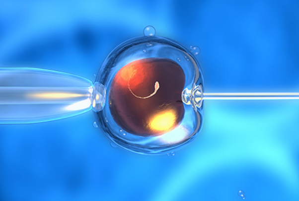 胚胎的质量会影响着床率
