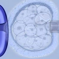 30岁一次移植两个优质胚胎其试管婴儿成功率是多少？