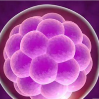 第三代试管婴儿取出成熟卵泡多久可以做囊胚移植？