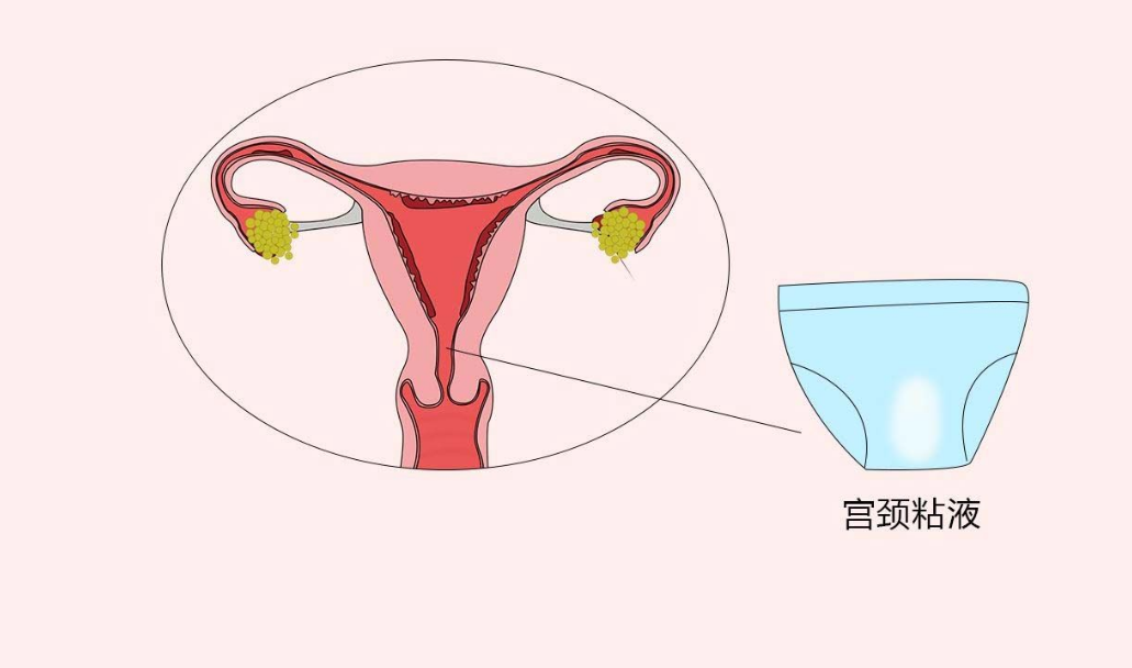 宫颈粘液栓位于宫颈口周围