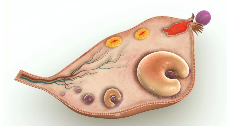 卵泡1.3×1.2却发现怀孕了，是怎么回事？