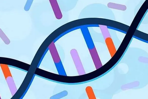每个DNA位点上面有两个基因型