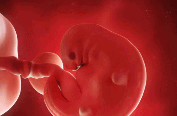 胎芽是胎儿正常发育的标志