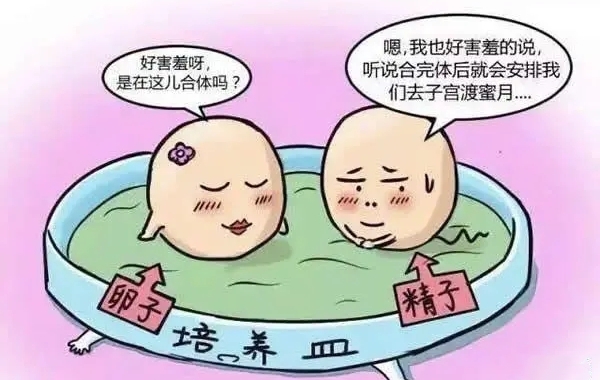 养囊的成功率主要看精子和卵子