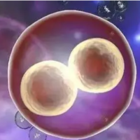 安医大三代试管能一次性给移植两个胚胎是真的吗？