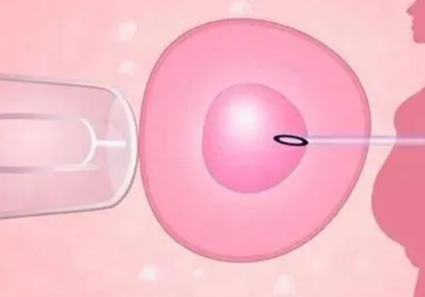 母体的环境会影响胚胎的存活几率