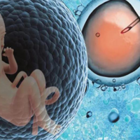 试管移植可以一次性放2个体外培养了5天的胚胎吗？