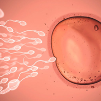 精子和卵子寿命是多少？能在体内存活多久？