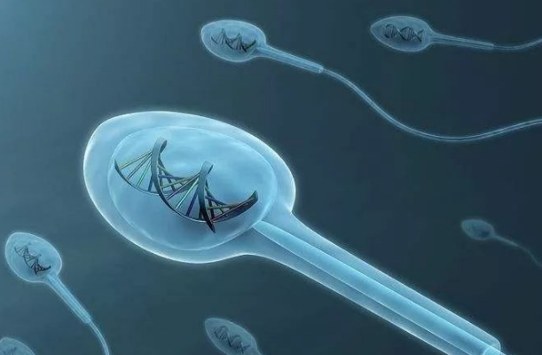 一分钟了解精子dna碎片指数，与男性的生育能力有关