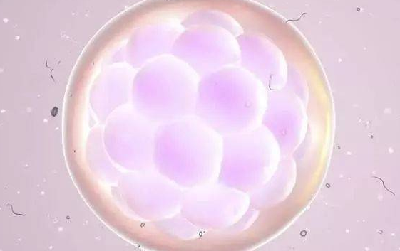 卵泡是卵巢的基本功能单位
