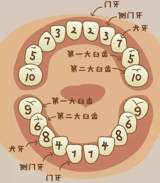 儿童10岁时通常第一乳磨牙脱落