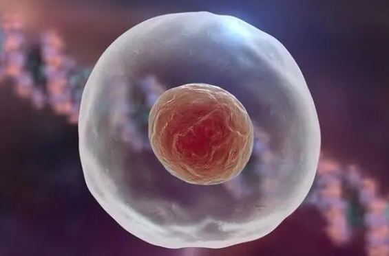 囊胚移植是试管婴儿的最后一步
