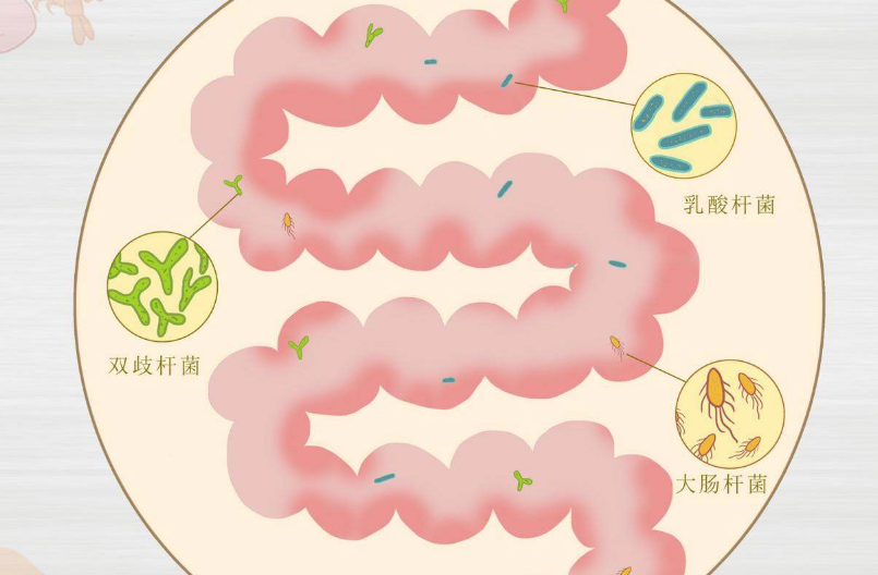 益生菌有助于肠道消化