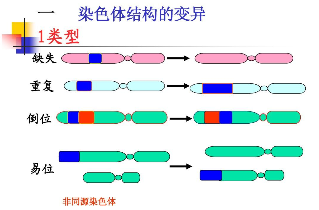 染色体变异的五种类型你知道如何鉴别吗？