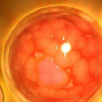 盘点试管3bb和4bb囊胚的区别，两者发育的时长不一样