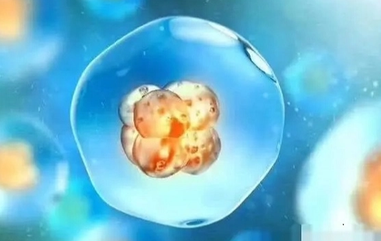 养囊是胚胎培养的一个重要环节