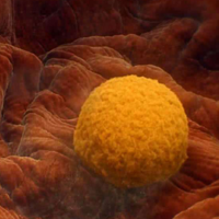 3天鲜胚的着床过程，第二天就开始细胞分化