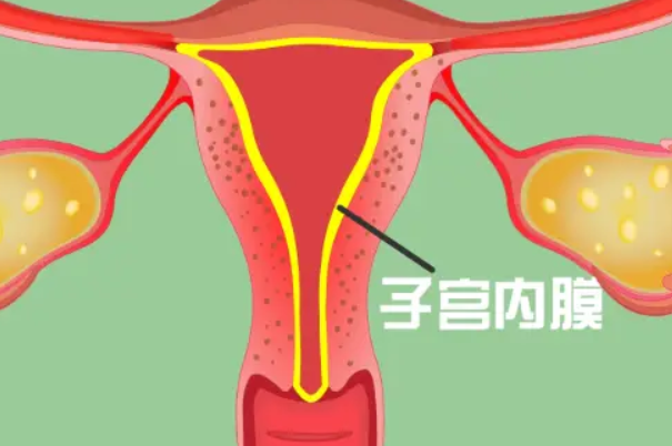 子宫内膜环境会影响试管的成功率
