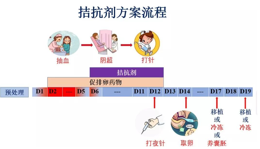 泰国试管婴儿拮抗剂方案促排要多少天,促排是关键！