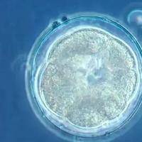 二代试管移植冻胚11天连续3天打的HCg才46还有希望吗？