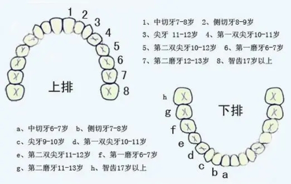 儿童6-8岁开始长出最初的恒牙