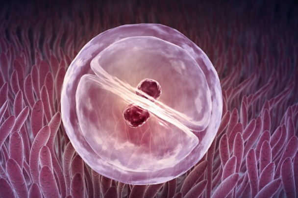 胚胎的质量会影响一超的通过率