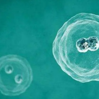 鲜胚的级别7和8的区别,质量不同细胞数目也不同