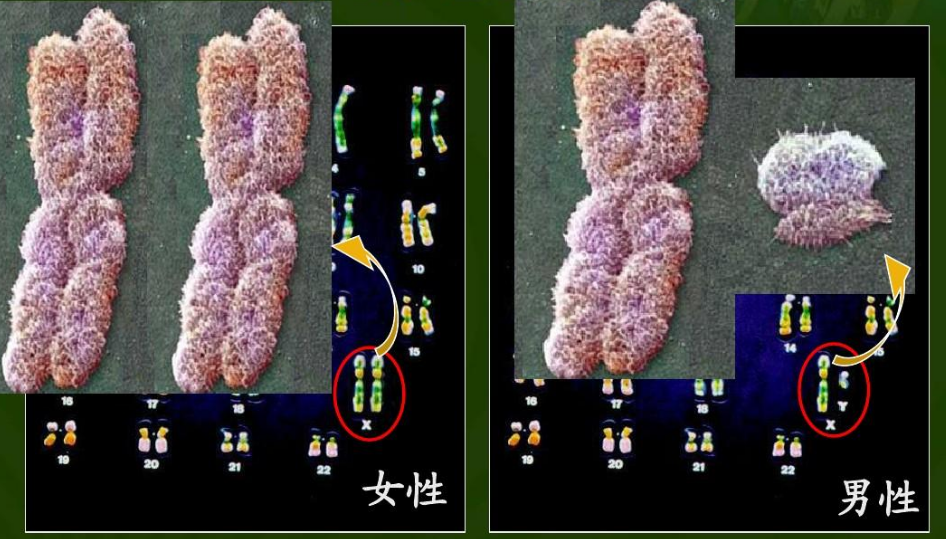 男女染色体分别是多少？男女染色体的怎么组成的？