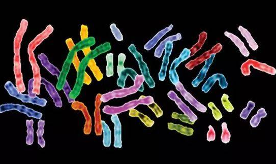 染色体结构变异的四种类型你了解的有哪些