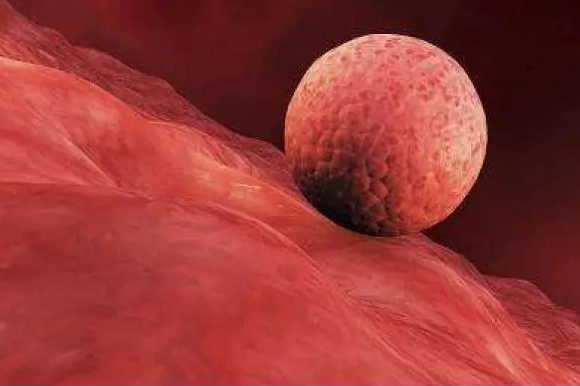 胚胎移植到体内后会着床