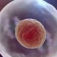 卵巢内卵泡19x12发育不圆有什么有效最快的补救方法吗？