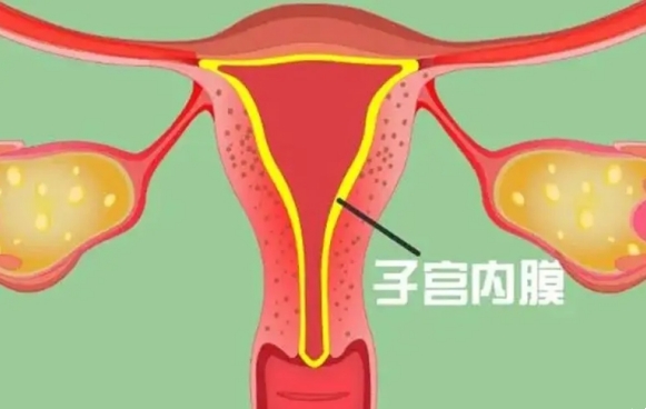 子宫内膜薄移植了冻胚可能会成活