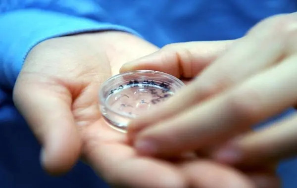 养囊对于胚胎质量要求比较高