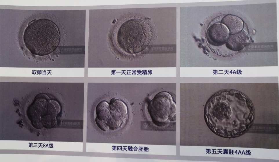 囊胚的级别一般分为6个等级