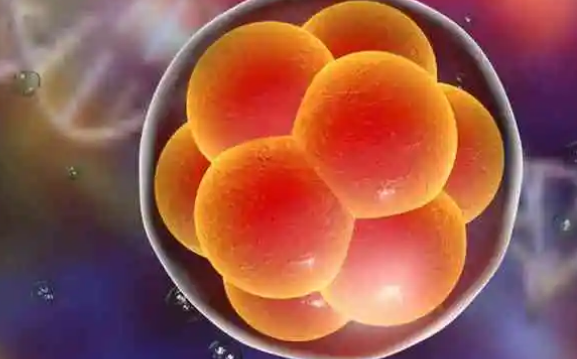 胚胎质量是影响养囊成功率的因素