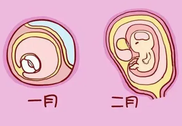 孕囊的位置对其尺寸会产生影响