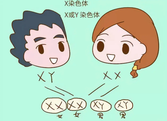 染色体检查孕妈肚里宝宝的性别是男是女准不准？