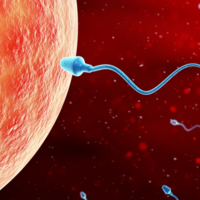 精子和卵子的代号分别是什么？