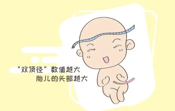 胎儿双顶径不可以看出男女