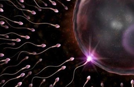 卵泡数量是女性生育能力的指标