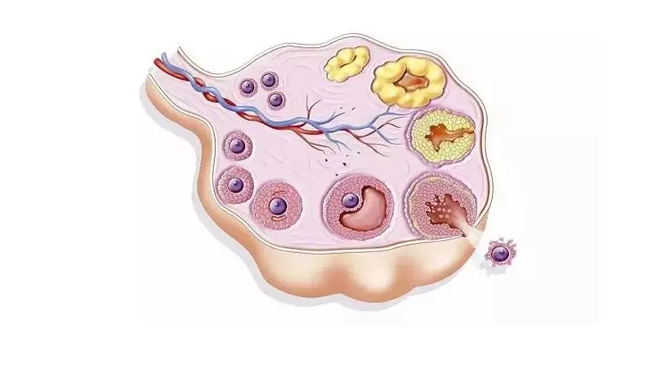 调理卵泡的中药有哪些？最佳方法介绍！