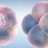 二胎移植冻胚详细经历分享，提前掌握流程才能节约时间