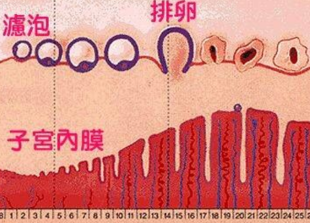 卵泡没长多大子宫内膜却变厚了怎么回事？