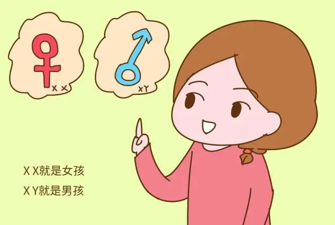 生男生女是怎么决定的？影响生男生女的因素