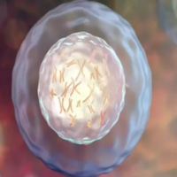 移植鲜胚成功最明显的感觉，体温可能会比之前高0.2-0.5°
