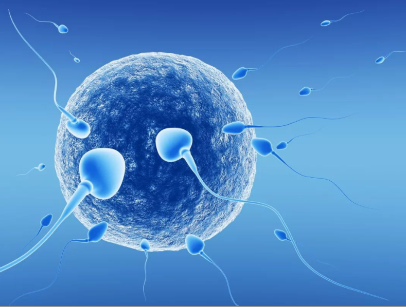 成功受孕卵子和精子要成熟健康