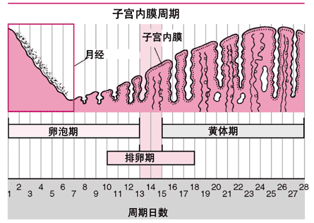 月经前性激素变化图