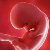 胎儿发育标准对照表，双顶径体重都需要掌握