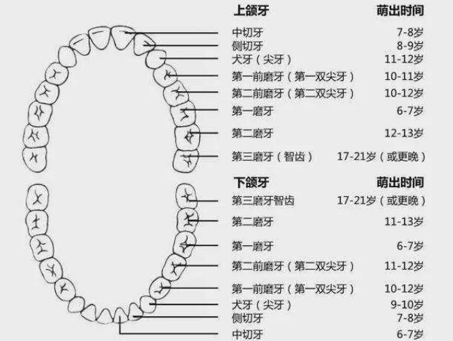 下颚的门牙最先掉落